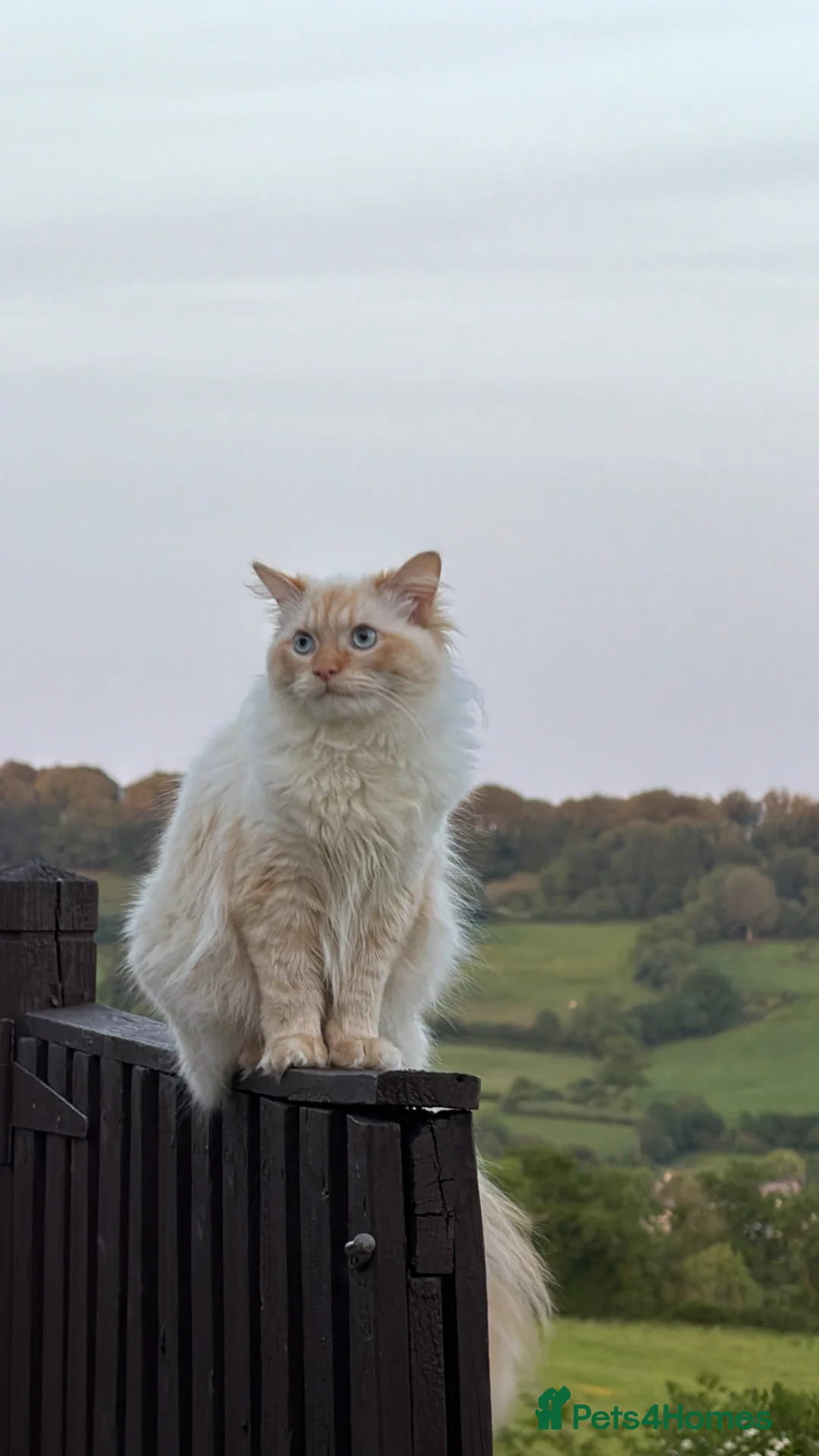 Ragdoll cats for stud: 🐾 Ragdoll Stud Cat Available – Suki - Advert 1