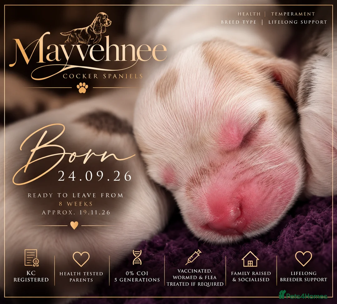 Cocker Spaniel dogs for sale: Exceptional KC Registered Cocker Spaniel Puppies - Advert 14