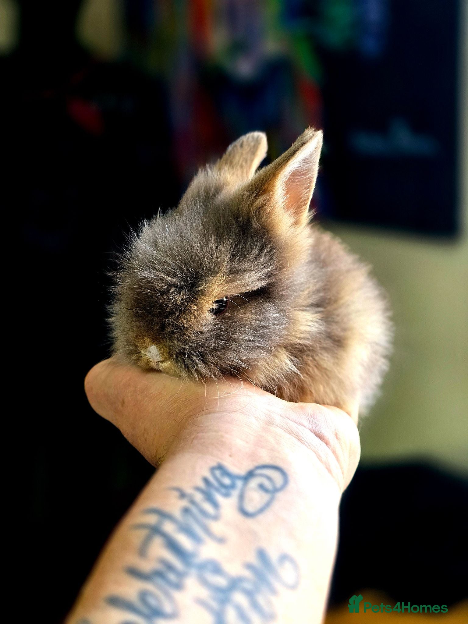 Angora rabbits Beautiful Teddy Dwergs  - Advert 1