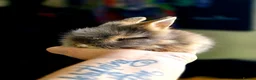 Angora rabbits for sale: Beautiful Teddy Dwergs  - Advert 1