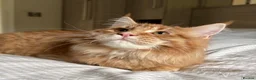 Maine Coon cats for sale: TICA reg FULL PEDIGREE MALE KITTEN  - Advert 1