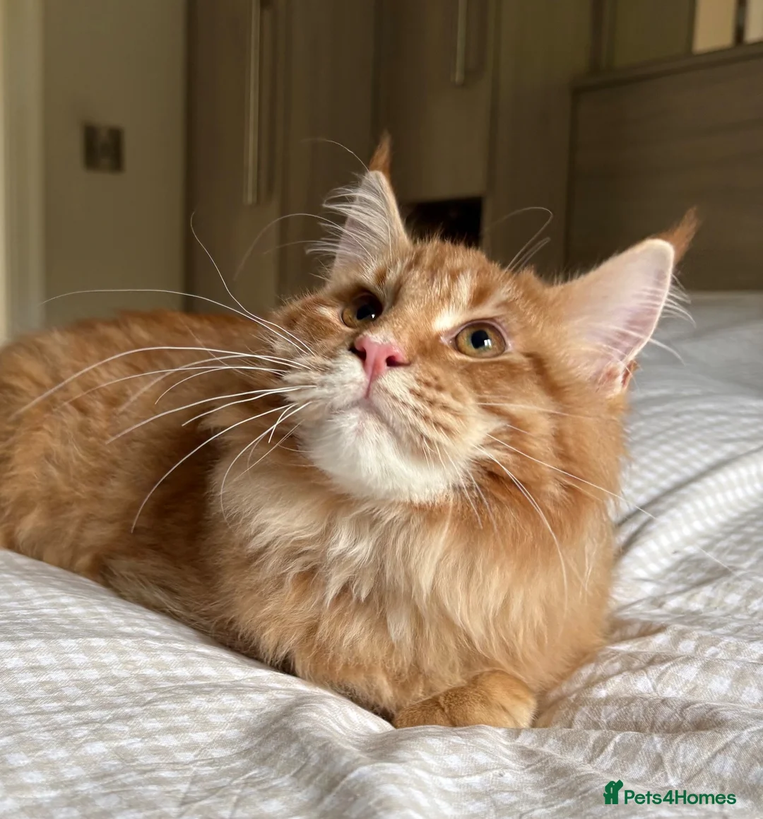 Maine Coon cats for sale: TICA reg FULL PEDIGREE MALE KITTEN  - Advert 1