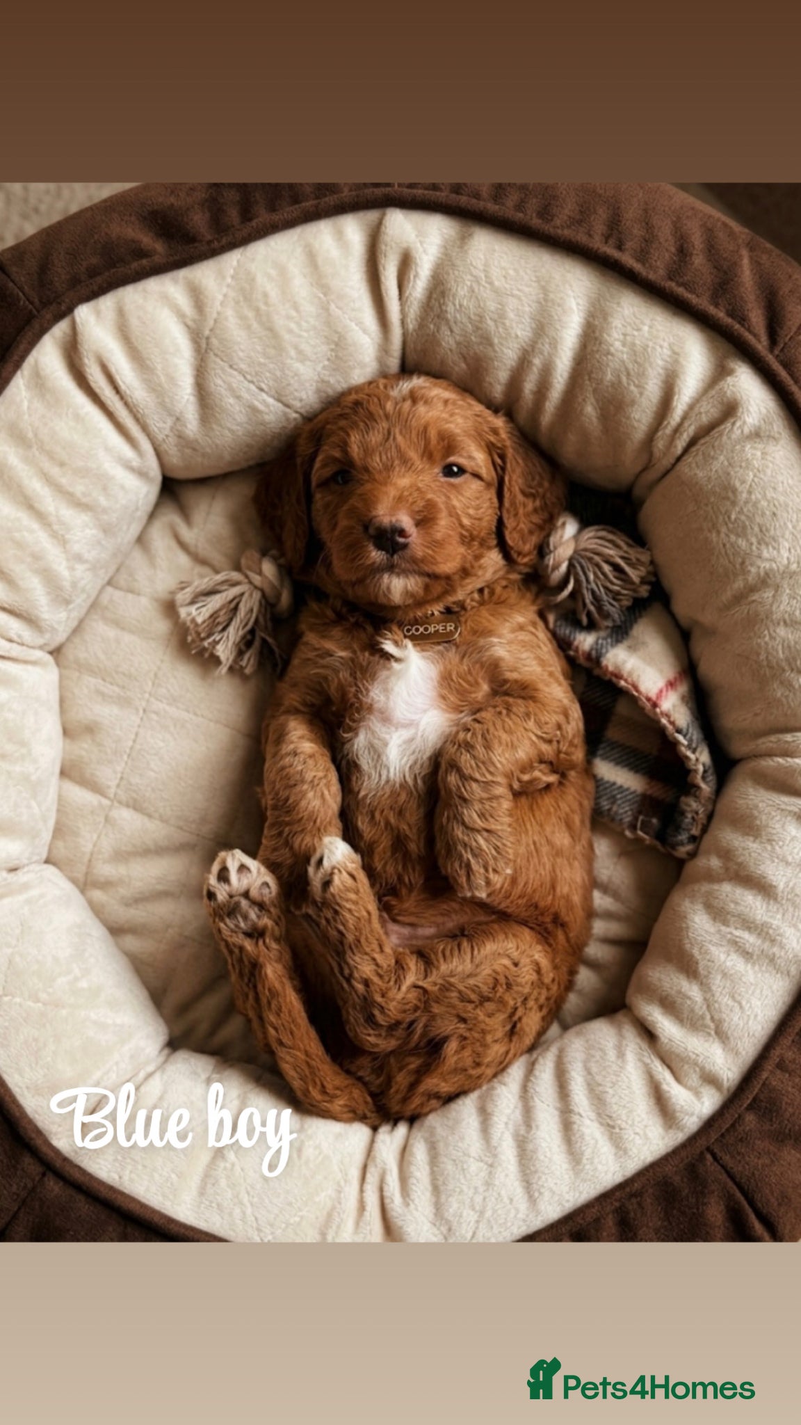 Goldendoodle dogs Beautiful double doodle puppies.  - Advert 12