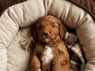 Goldendoodle dogs Beautiful double doodle puppies. - Advert 12