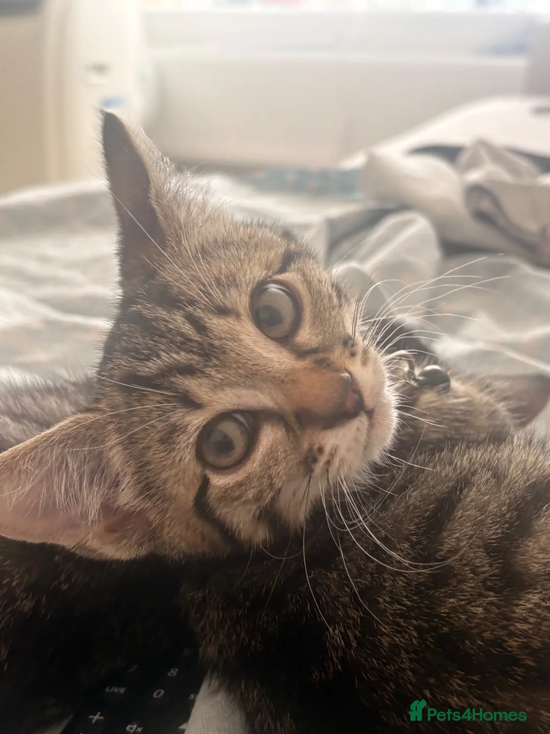 Mixed Breed cats for sale: Beautiful male kitten - Advert 7