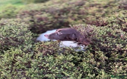 English Springer Spaniel dogs for sale: Fully trained ESS - Image 4