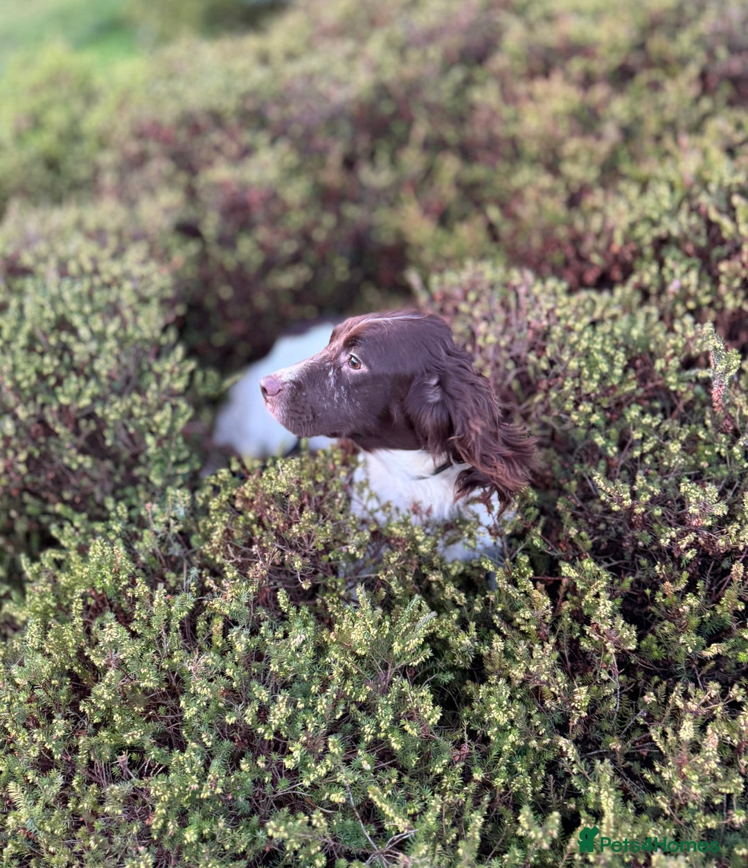 English Springer Spaniel dogs for sale: Fully trained ESS - Image 4