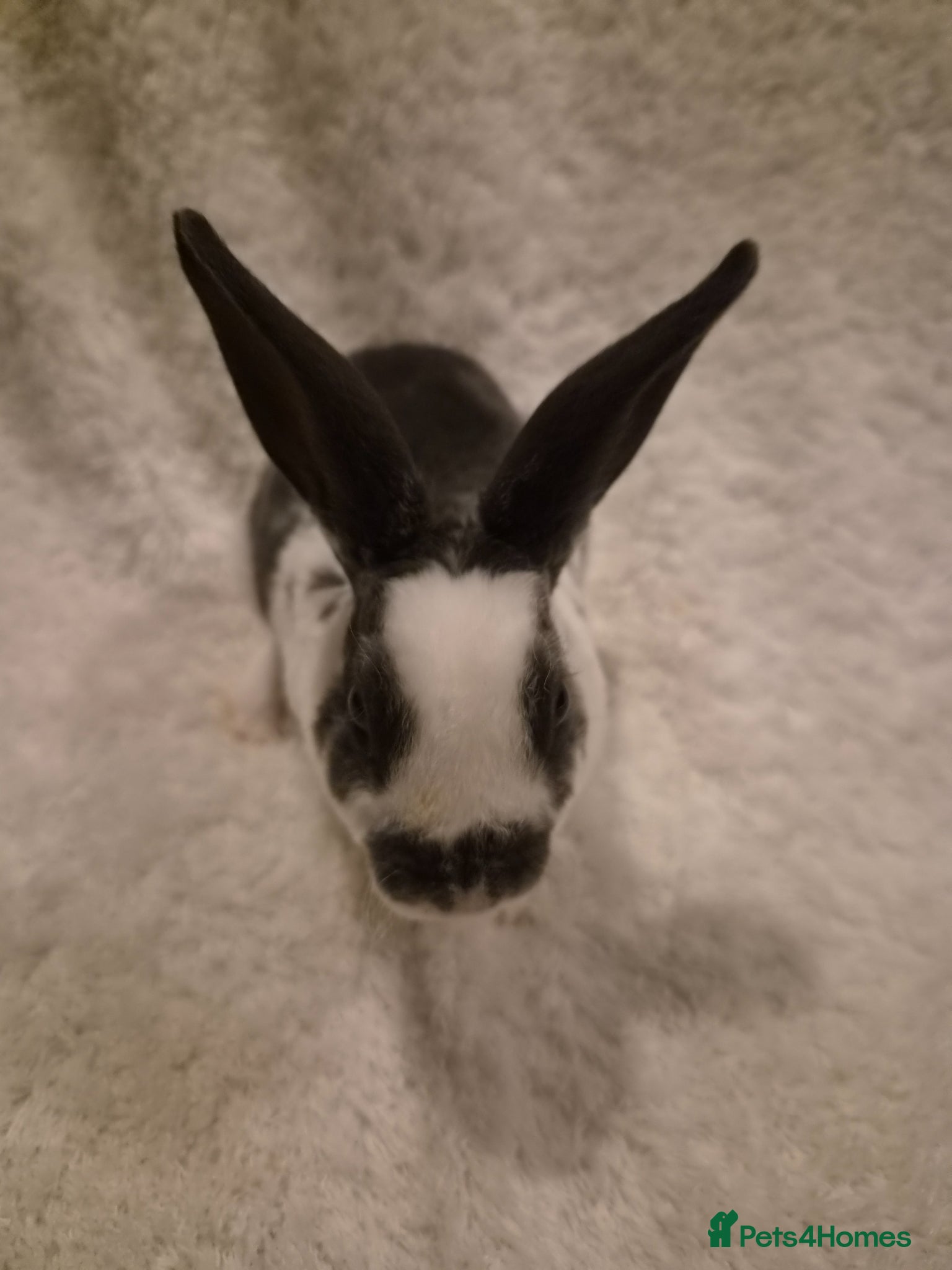 Rex rabbits 1 rex cross white spot rabbits for sale  - Advert 2