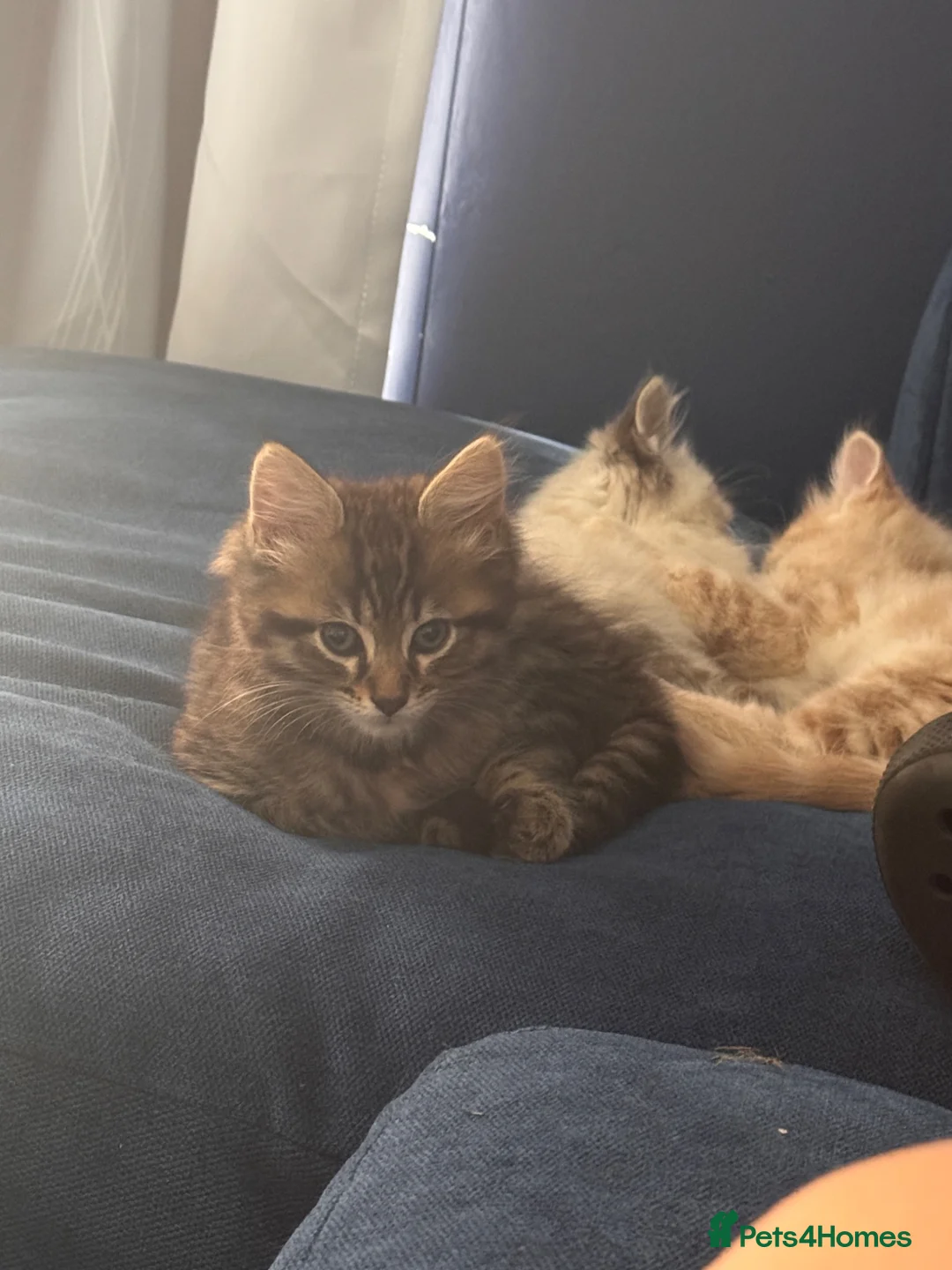 Mixed Breed cats for sale: Ragdoll cross kitten full vaccinated - Advert 2