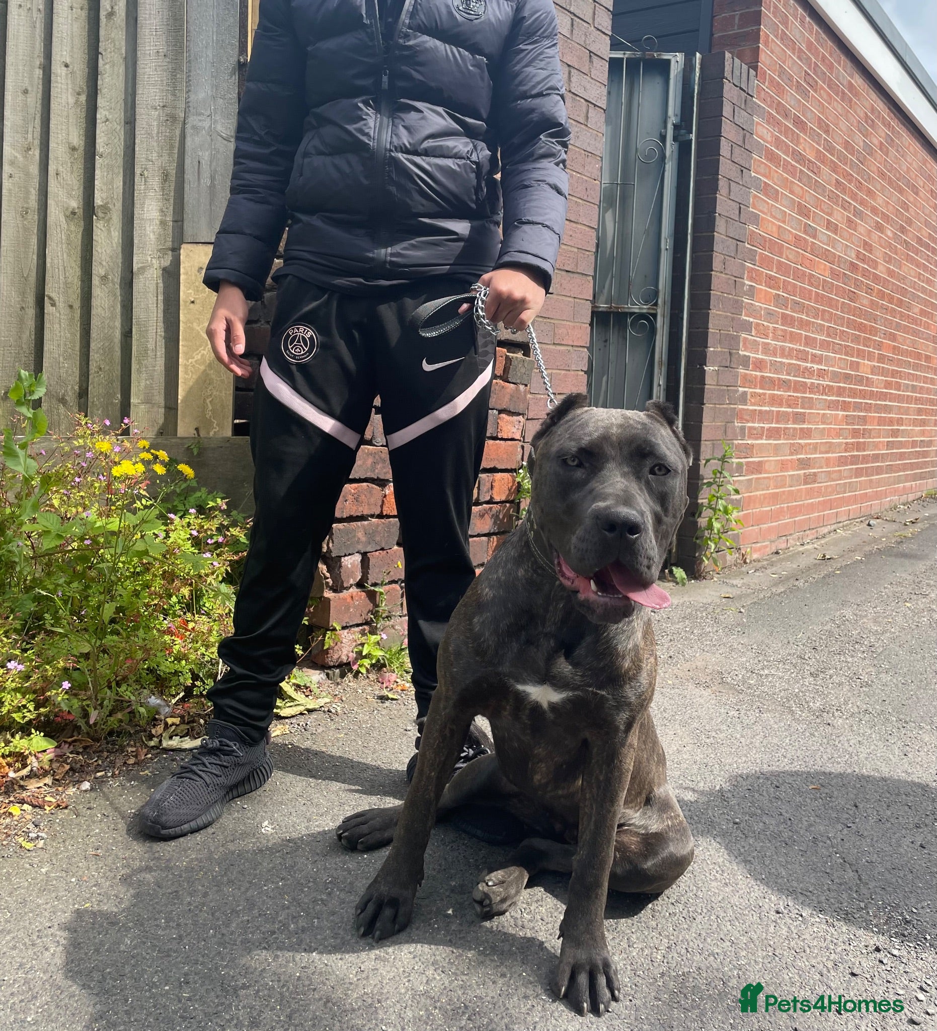Bandog dogs Bandog male and female available  - Advert 2
