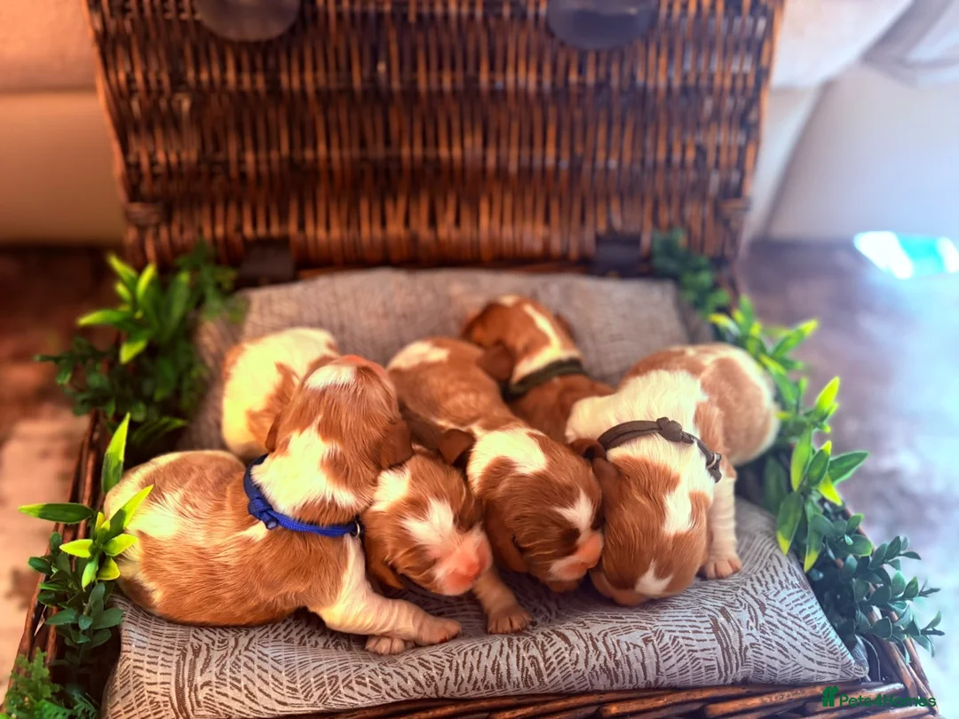 Cavalier King Charles Spaniel dogs for sale: HEALTH TESTED CLEAR cavalier puppies  - Advert 1