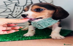 Beagle dogs for sale: Beagle Puppies Ready for Love! - Advert 3