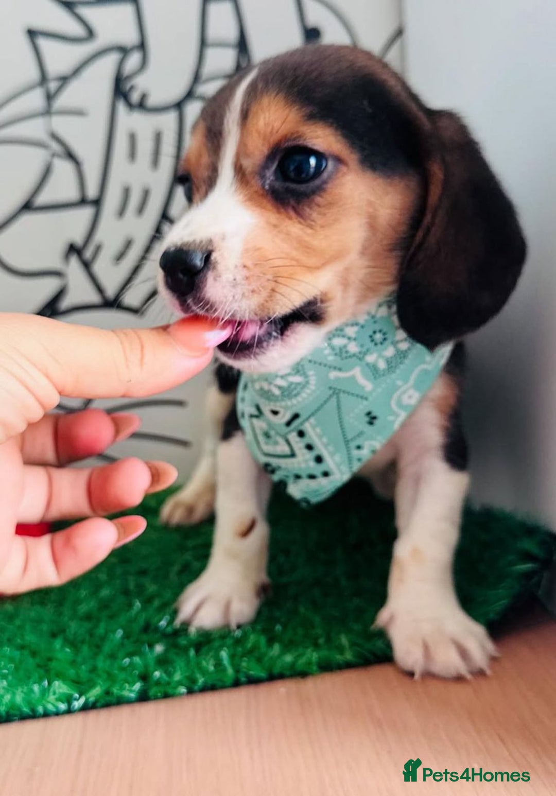 Beagle dogs for sale: Beagle Puppies Ready for Love! - Advert 3
