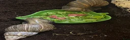 Snails invertebrates for sale: 2 lovely Giant African Land Snails with everything - Advert 5