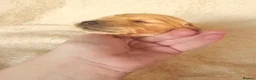 Golden Retriever dogs for sale: KC Registered Golden Retriever Puppies  - Advert 9