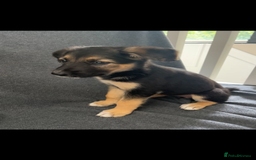 Mixed Breed dogs for sale: Belgian malinois x Anatolian shepherd mix pups 🐶  - Image 26