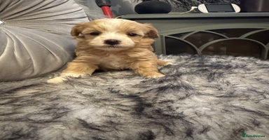 Maltipoo dogs - Advert 15