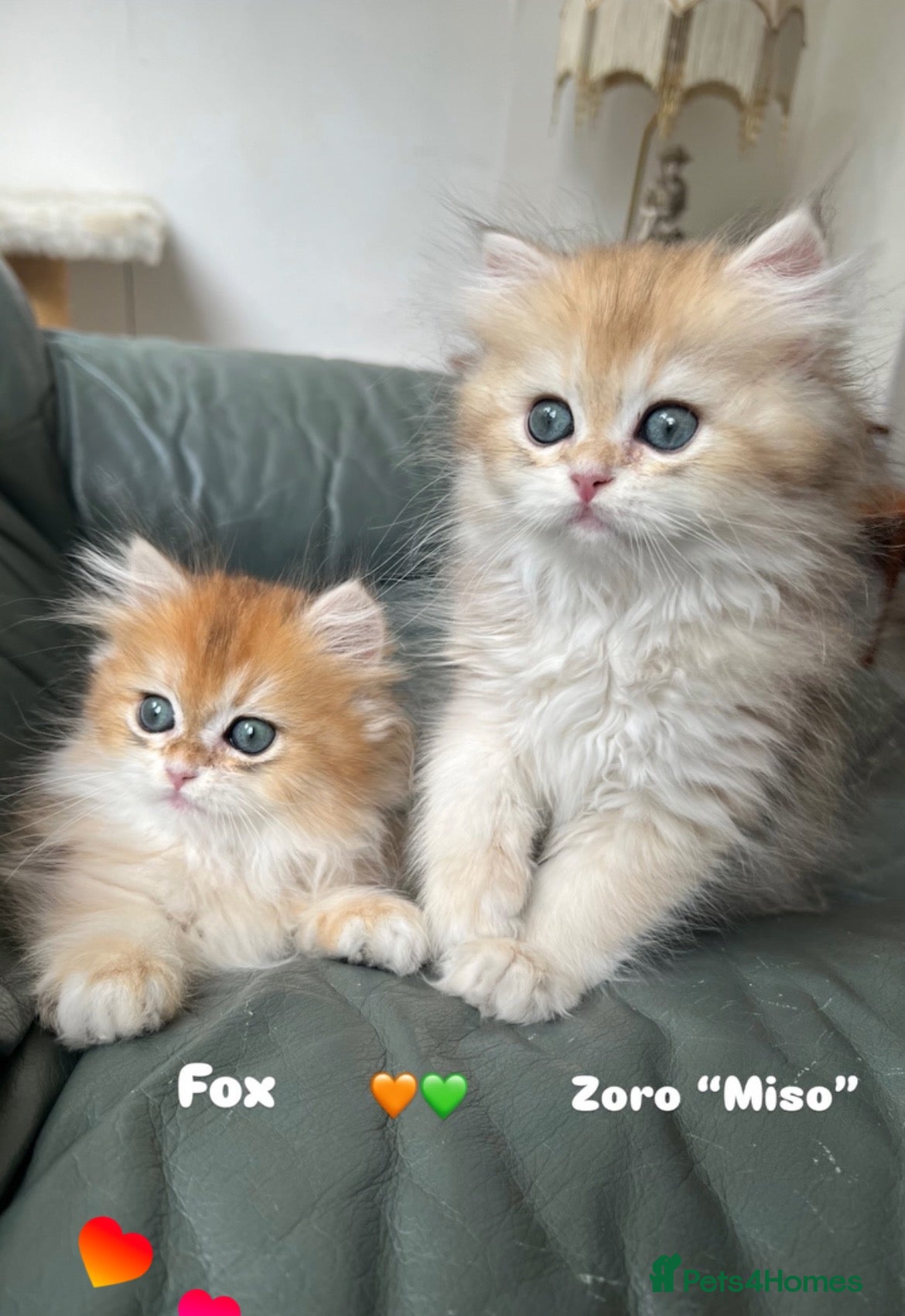 British Longhair cats 👑 GCCF Champion Line British Kittens 🐾 - Advert 14