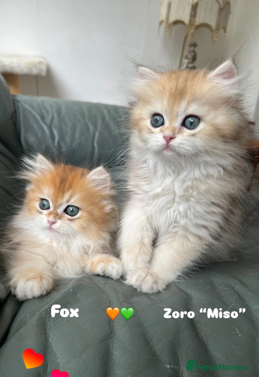 British Longhair cats for sale: 👑 GCCF Champion Line British Kittens 🐾 - Advert 2