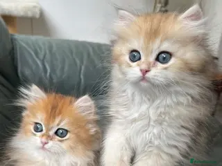British Longhair cats 👑 GCCF Champion Line British Kittens 🐾 - Advert 1