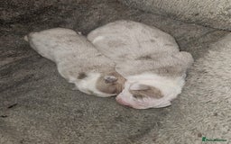 Olde English Bulldogge dogs for stud: THE DUKE, Health Clear and Proven  in Doncaster - Image 14