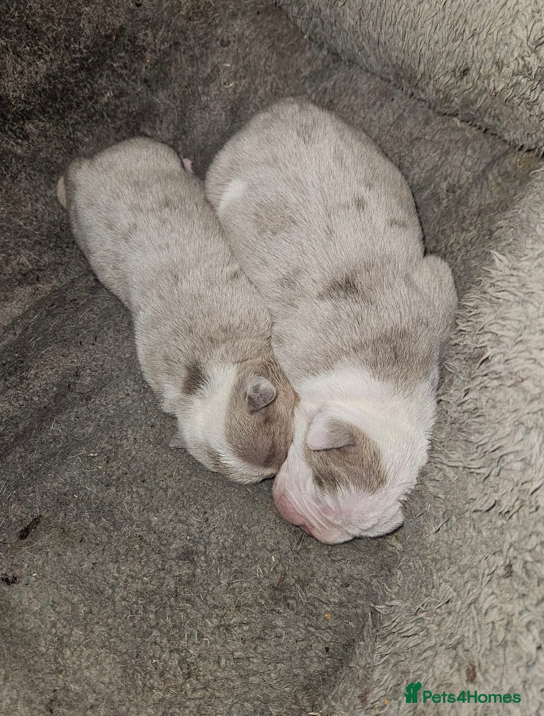 Olde English Bulldogge dogs for stud: THE DUKE, Health Clear and Proven  in Doncaster - Image 14