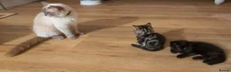 Ragdoll cats for sale: Pair of Ragdoll/Tabby Kittens ..... Bear & Tia  - Advert 23