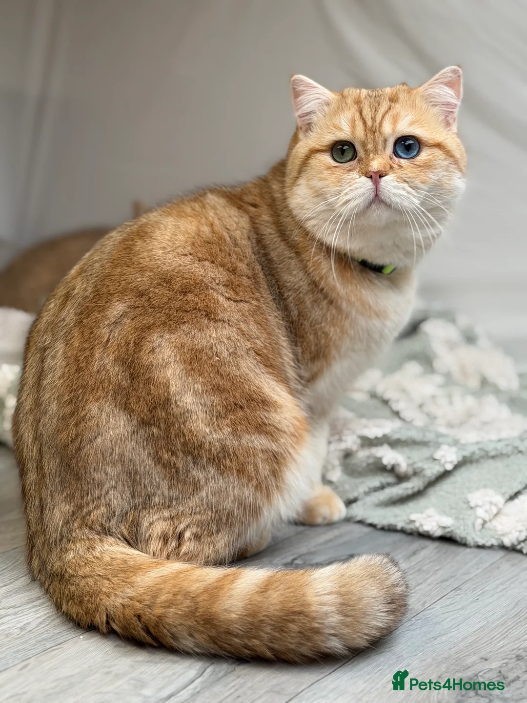 British Shorthair cats for stud: British shorthair Golden lovely stud boy GCCF - Advert 16