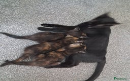 Domestic Shorthair cats for sale: Beautiful tortoise shell kittens - Image 6