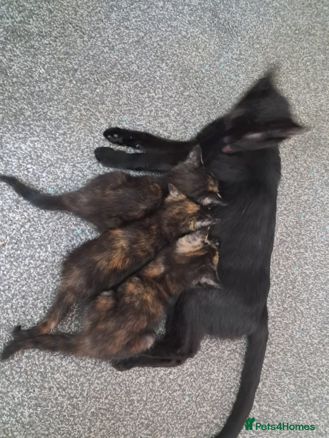 Domestic Shorthair cats for sale: Beautiful tortoise shell kittens - Image 6