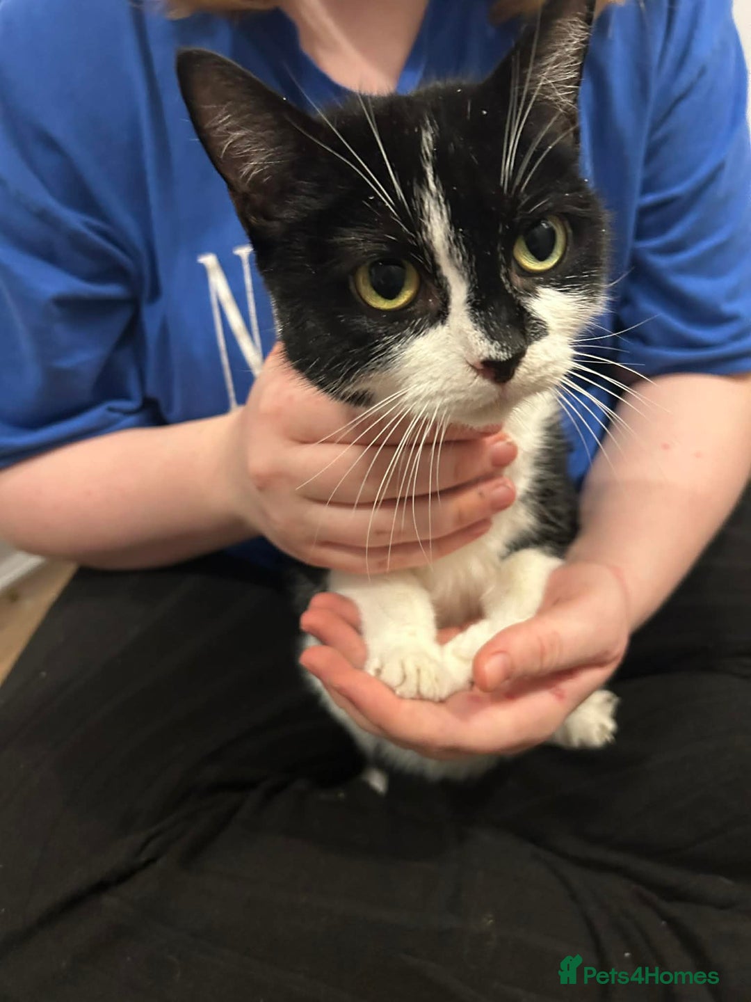 Mixed Breed cats for sale: Beautiful Kittens For Sale - Advert 8