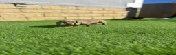 Miniature Dachshund dogs for sale: true tiny dachshunds! - Advert 27
