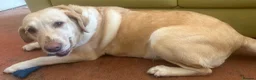 Labrador Retriever dogs for sale: Labrador Retriever - Emotional Support dog  - Advert 4