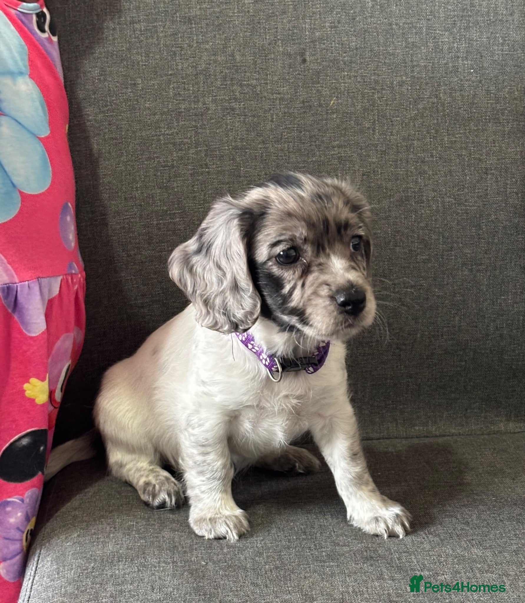 Mixed Breed dogs Ready now ❤️ 1 girl left ❤️  - Advert 1