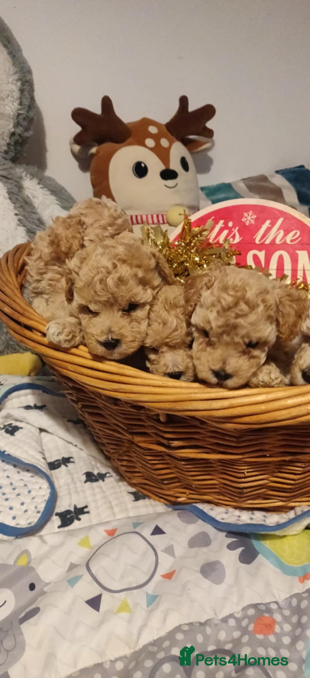 Maltipoo dogs for sale: Beautiful maltipoo puppys - Advert 3