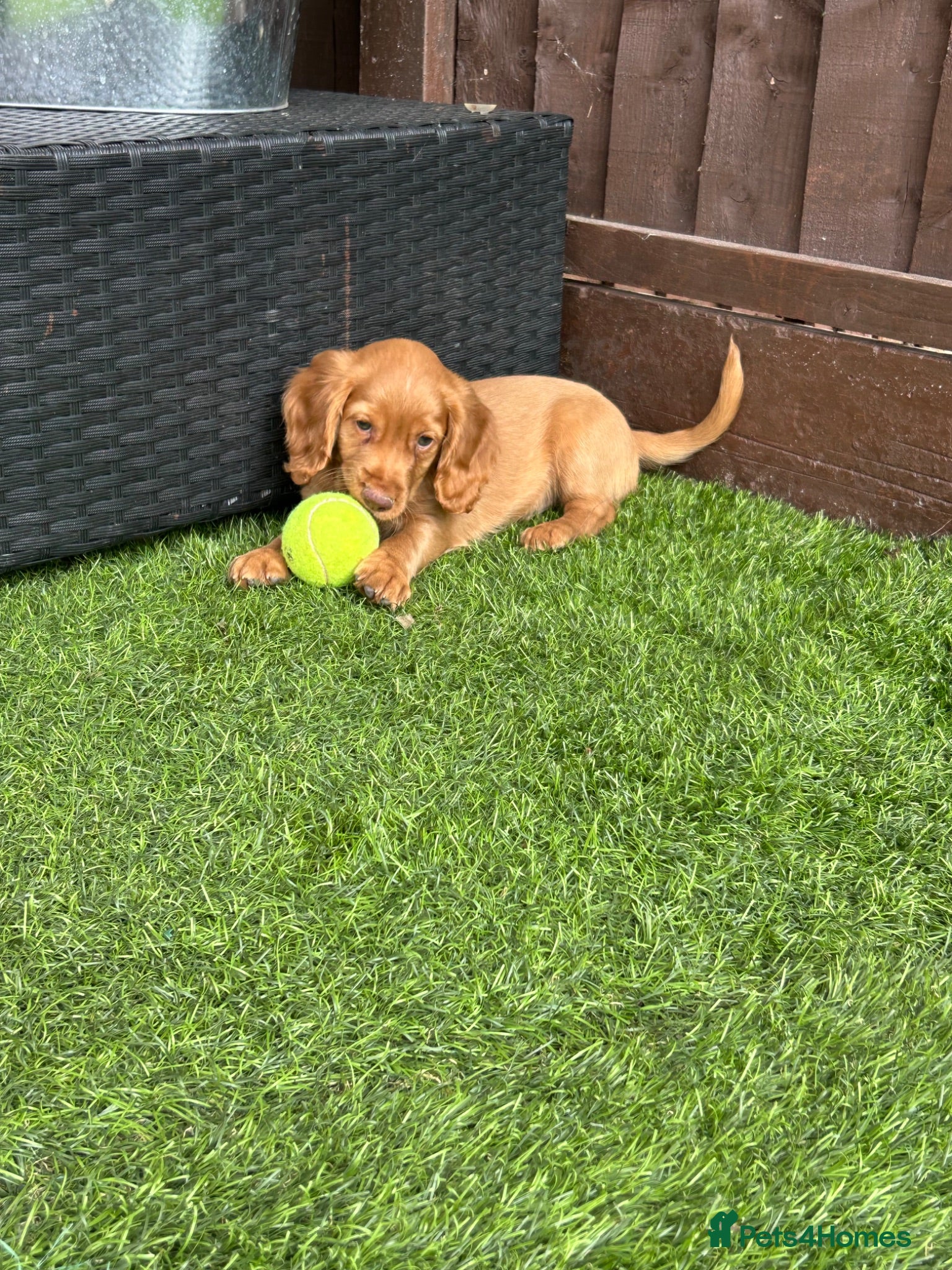Cocker Spaniel dogs Stunning cocker spaniel puppies  - Advert 1