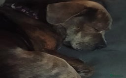 Mixed Breed dogs for sale: Nalah the staffweiler - Advert 3