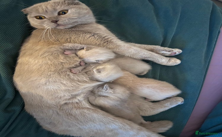 Scottish Fold cats - Advert 3