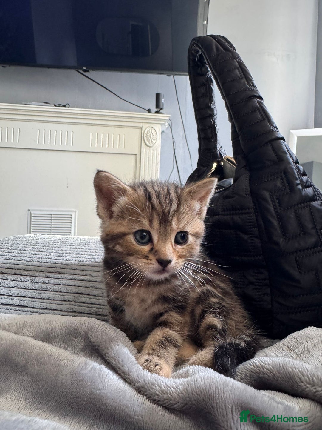 Mixed Breed cats for sale: Cute kittens awaiting a loving forever home  - Image 7