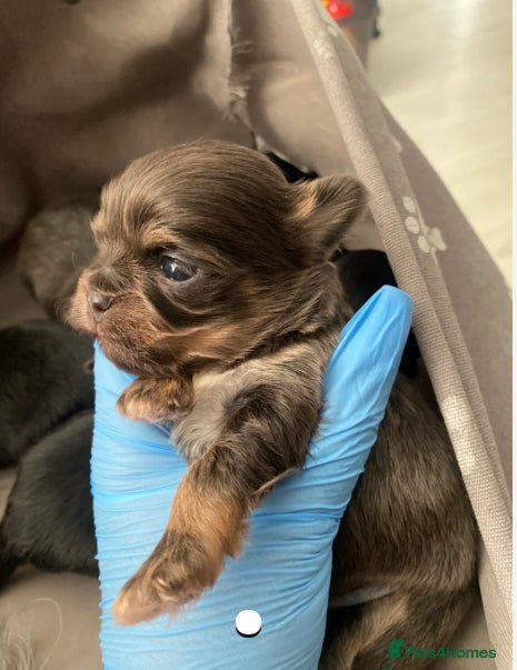 Mixed Breed dogs Tini malchi puppies  - Advert 5