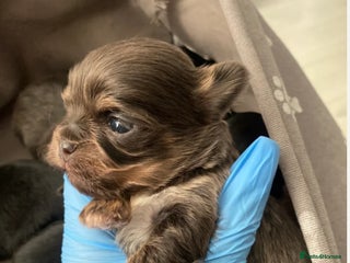 Mixed Breed dogs Tini malchi puppies - Advert 10