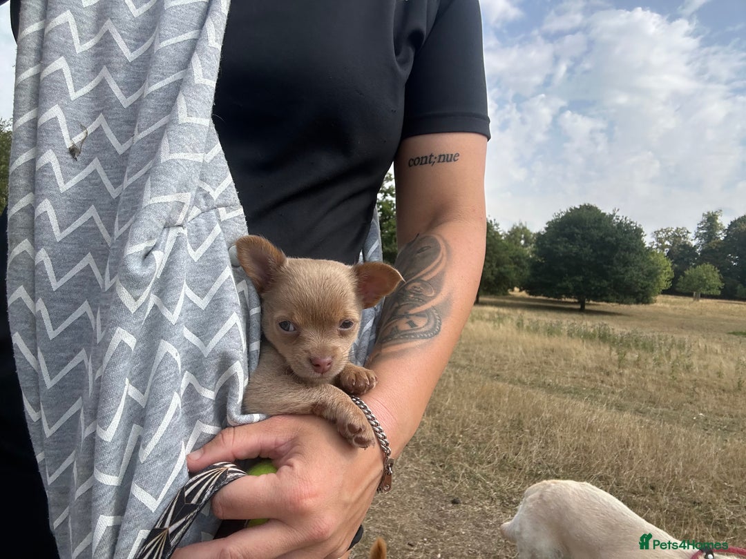 Chihuahua dogs for sale: One of a kind ChiPin Puppies - Image 11