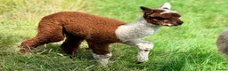 Alpaca livestock for sale: Very Special breeding  group of 7 stunning Alpaca in Llandovery - Advert 5