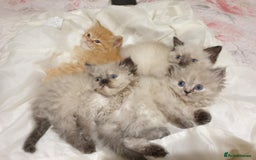 Mixed Breed cats for sale: Ragdoll X Persian kittens  - Image 11