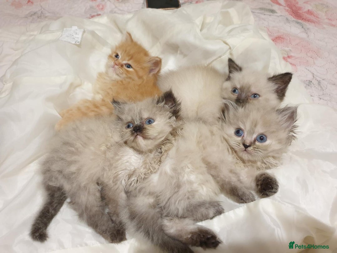 Mixed Breed cats for sale: Ragdoll X Persian kittens  - Image 11