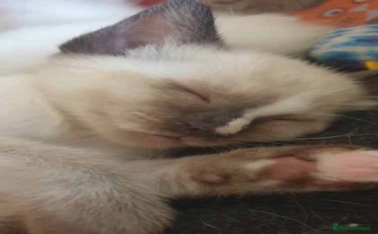 Ragamese cats - Advert 4