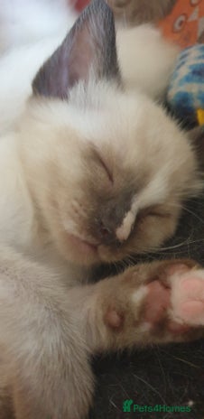 Ragamese cats - Advert 3