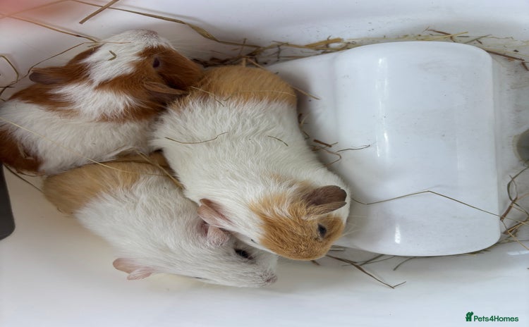 Guinea Pig rodents - Advert 3