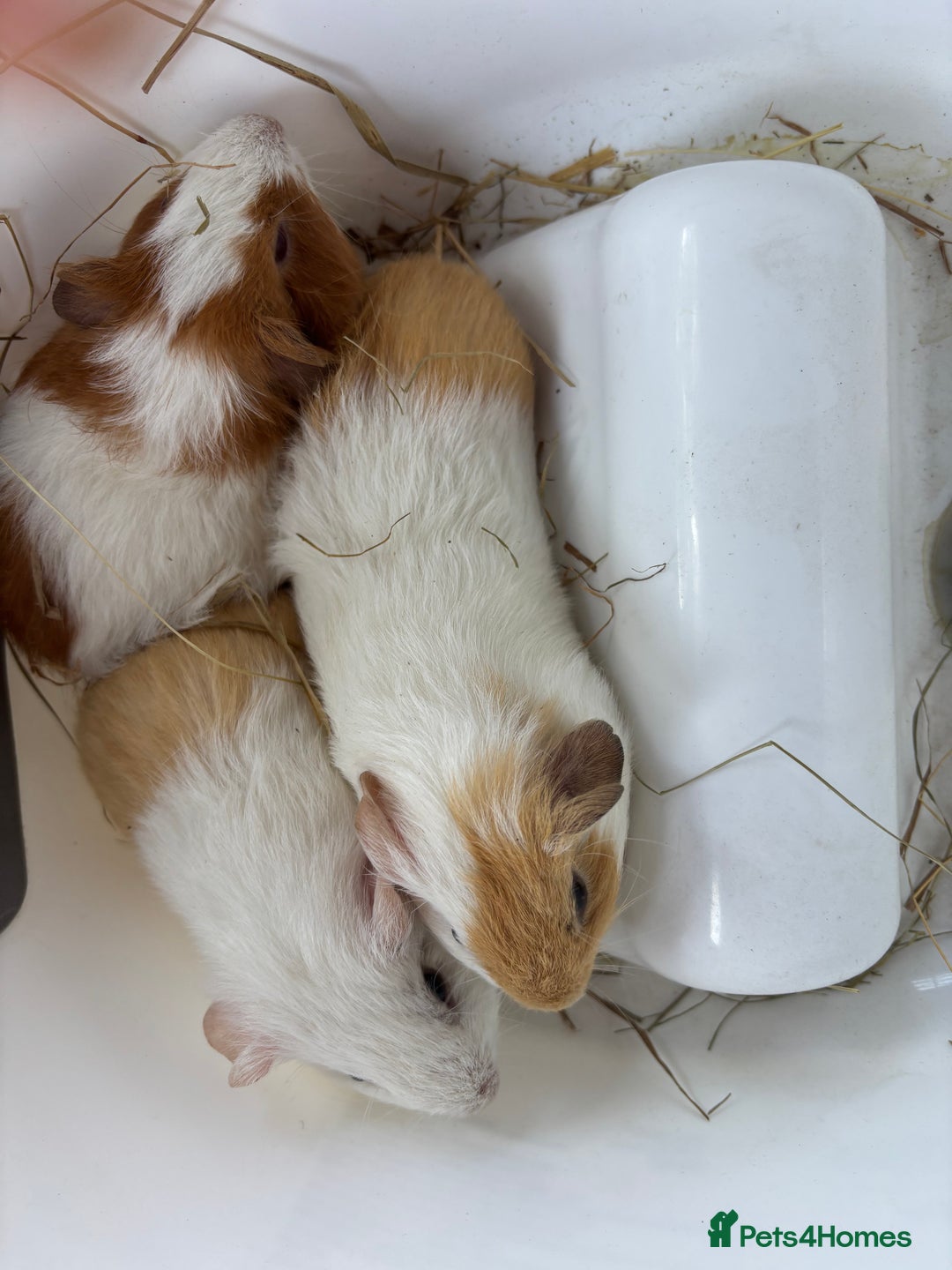 Guinea Pig rodents for sale: 3 x boars 6 weeks - Image 1