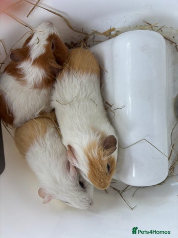 Guinea Pig rodents - Advert 2